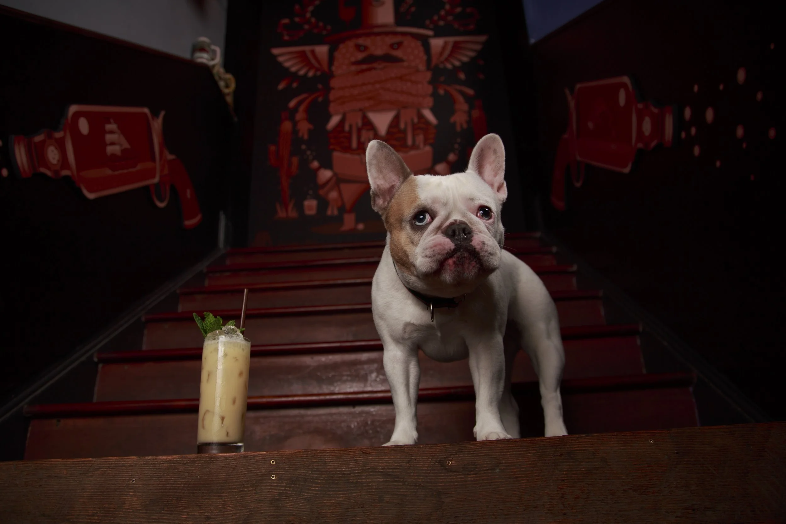 Dog Calendar_Laura_showdown-4498.jpg