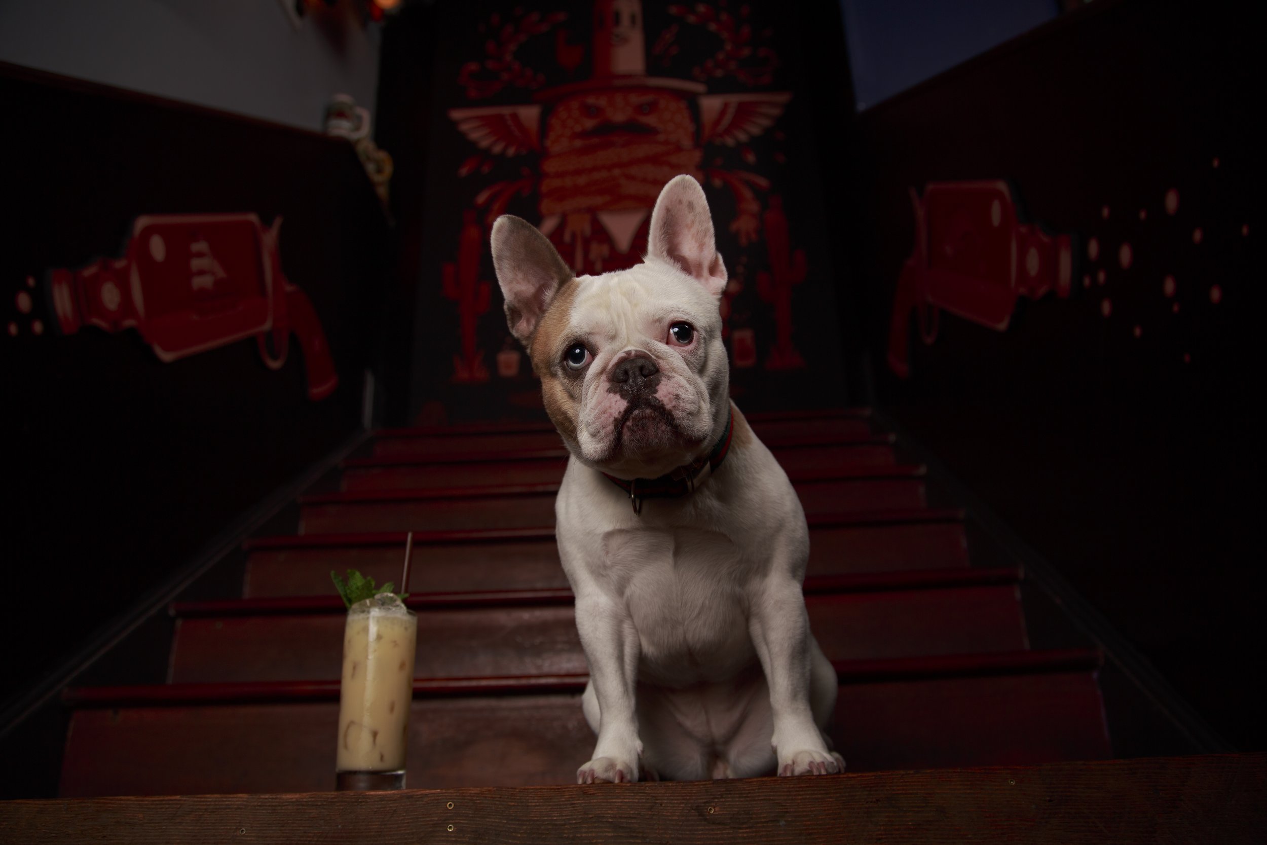 Dog Calendar_Laura_showdown-4502.jpg