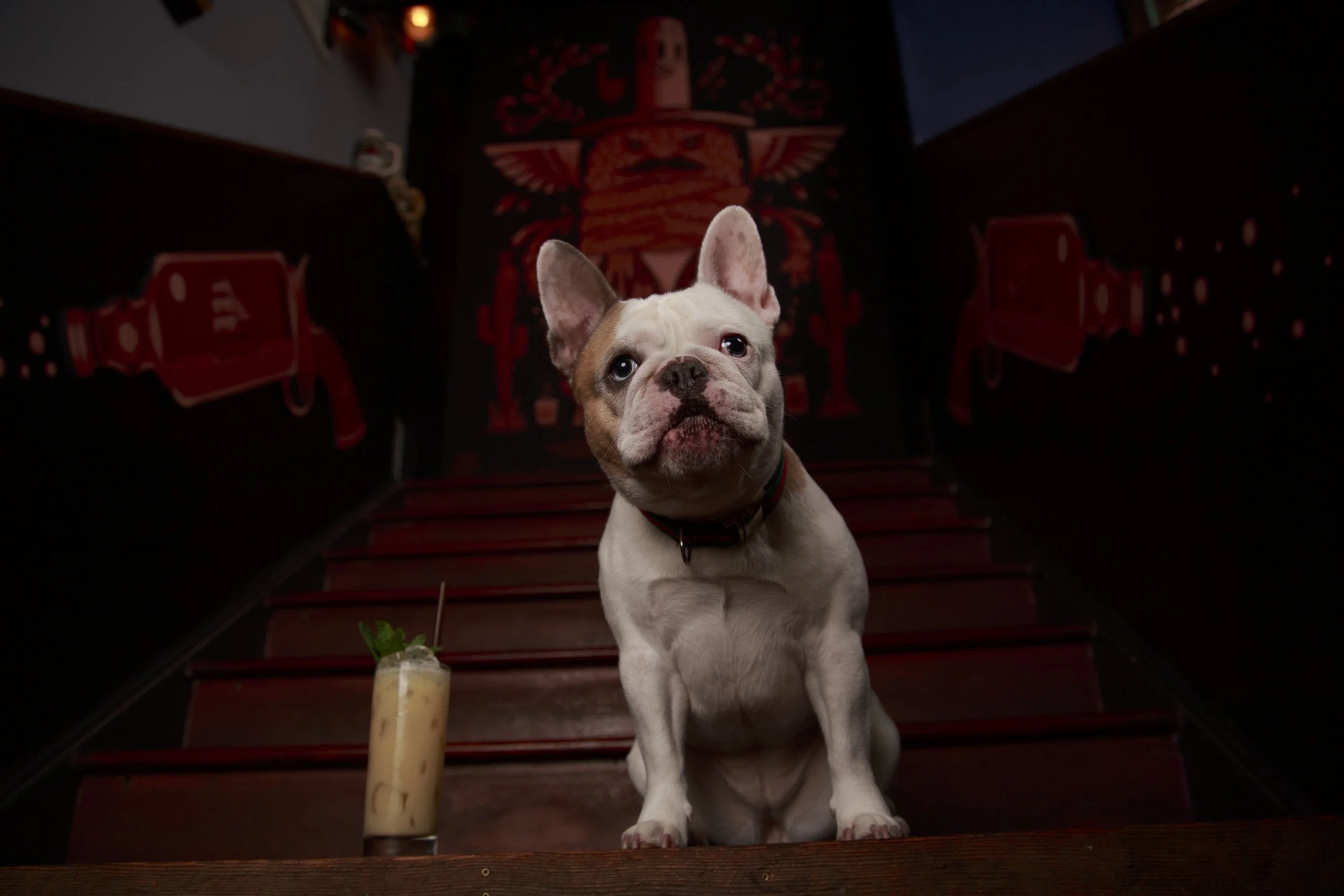 Dog Calendar_Laura_showdown-4503.jpg