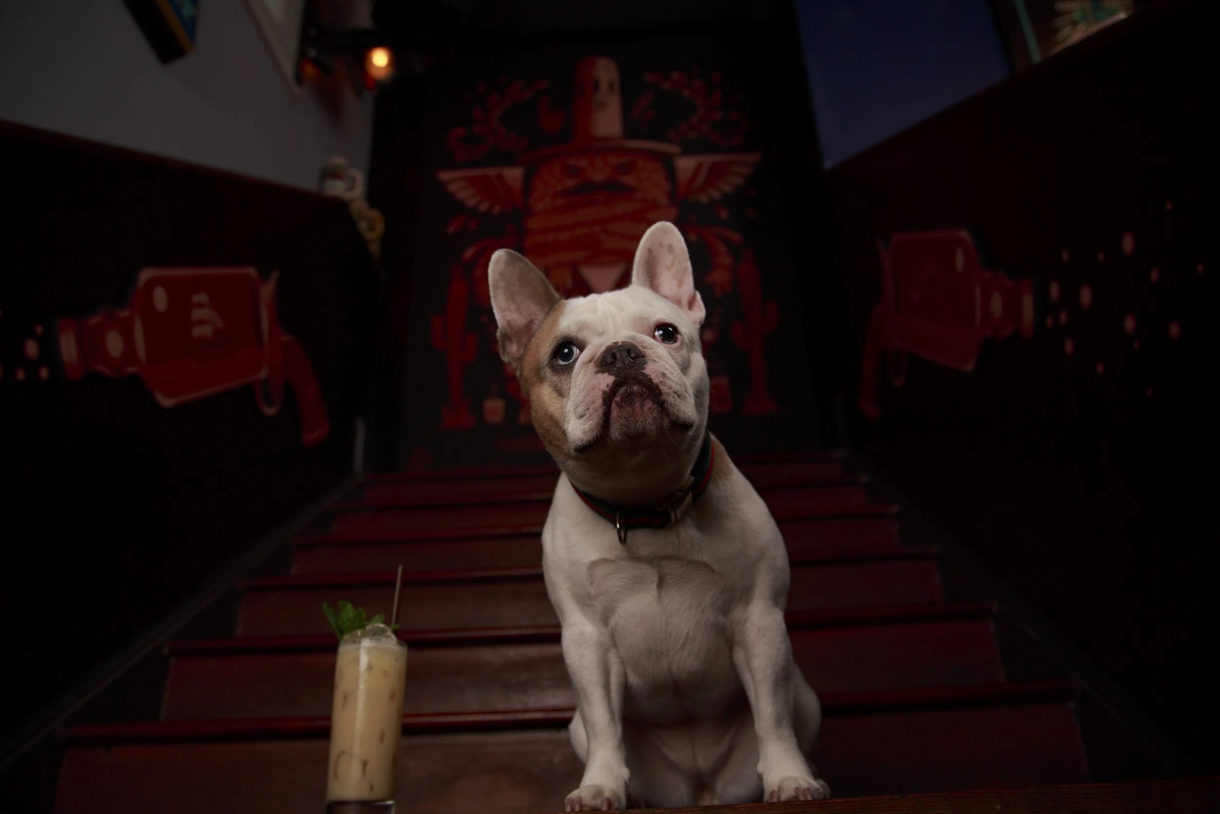 Dog Calendar_Laura_showdown-4504.jpg