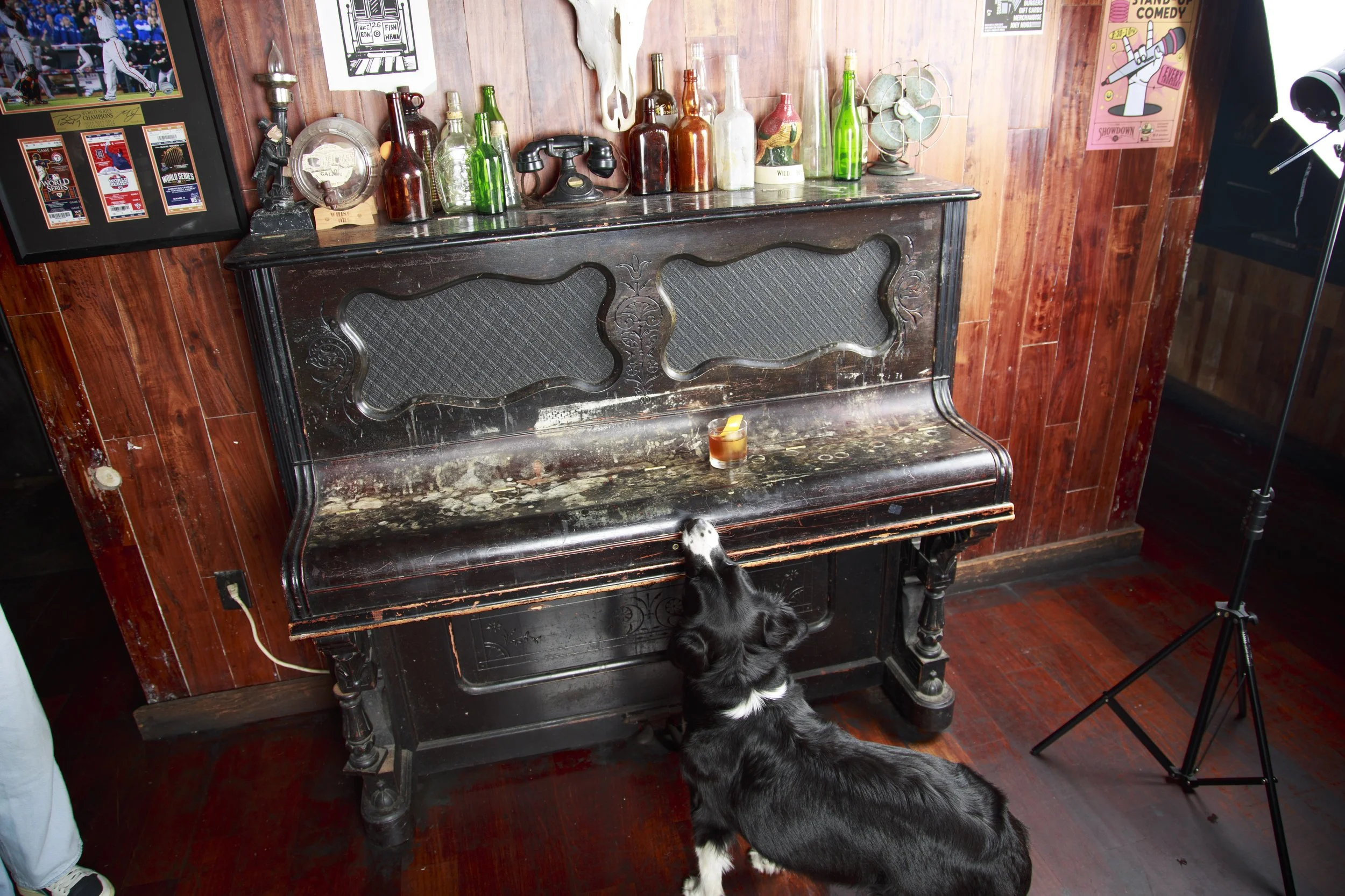 Dog Calendar_Jake_showdown-4404.jpg