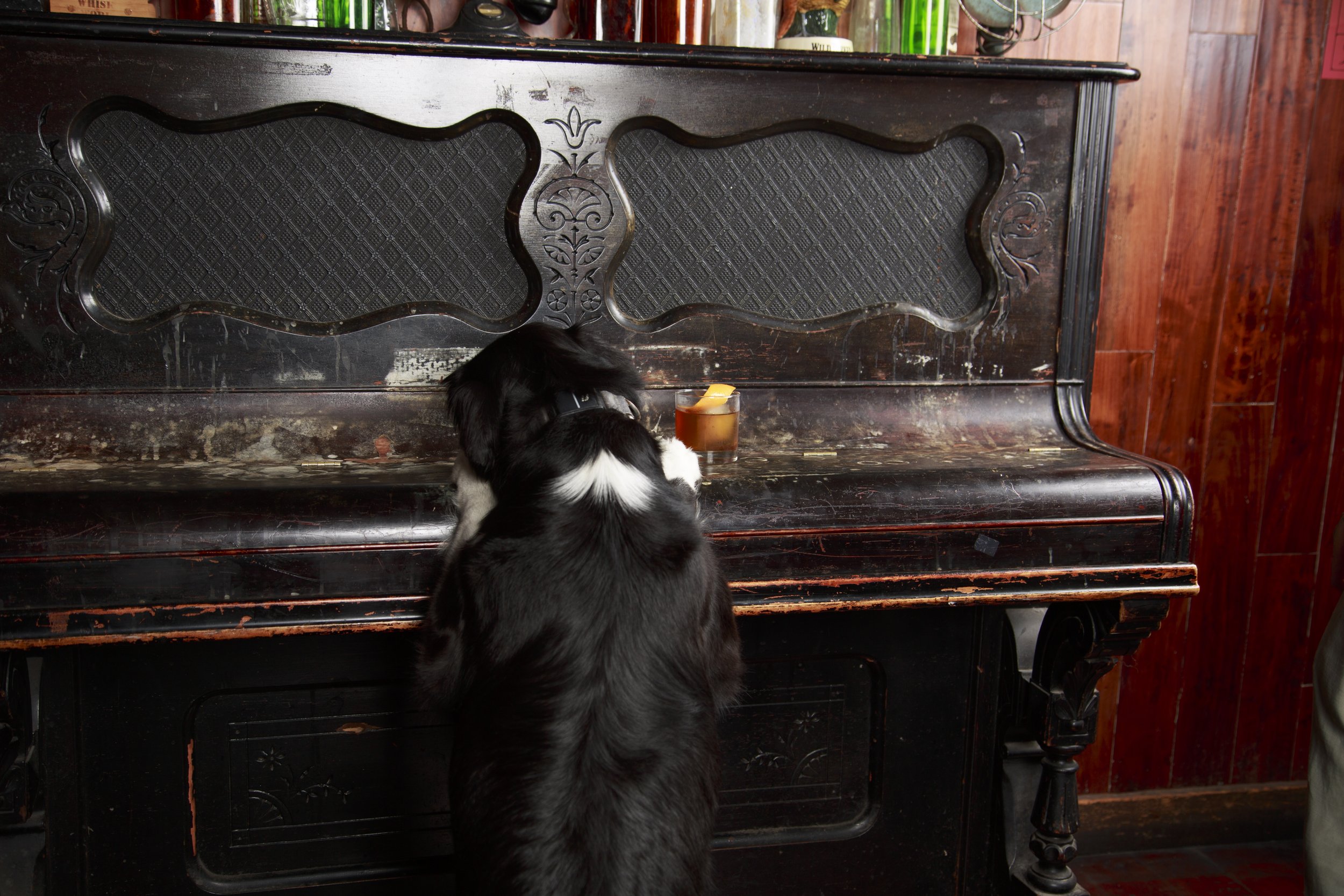 Dog Calendar_Jake_showdown-4407.jpg