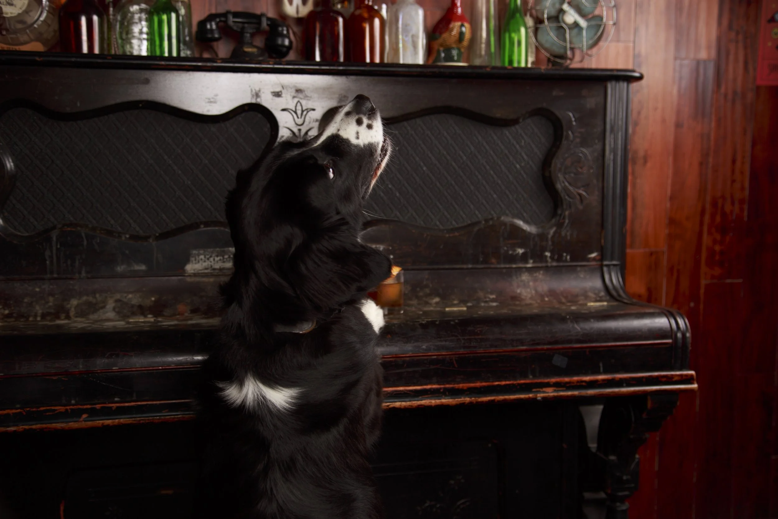 Dog Calendar_Jake_showdown-4409.jpg