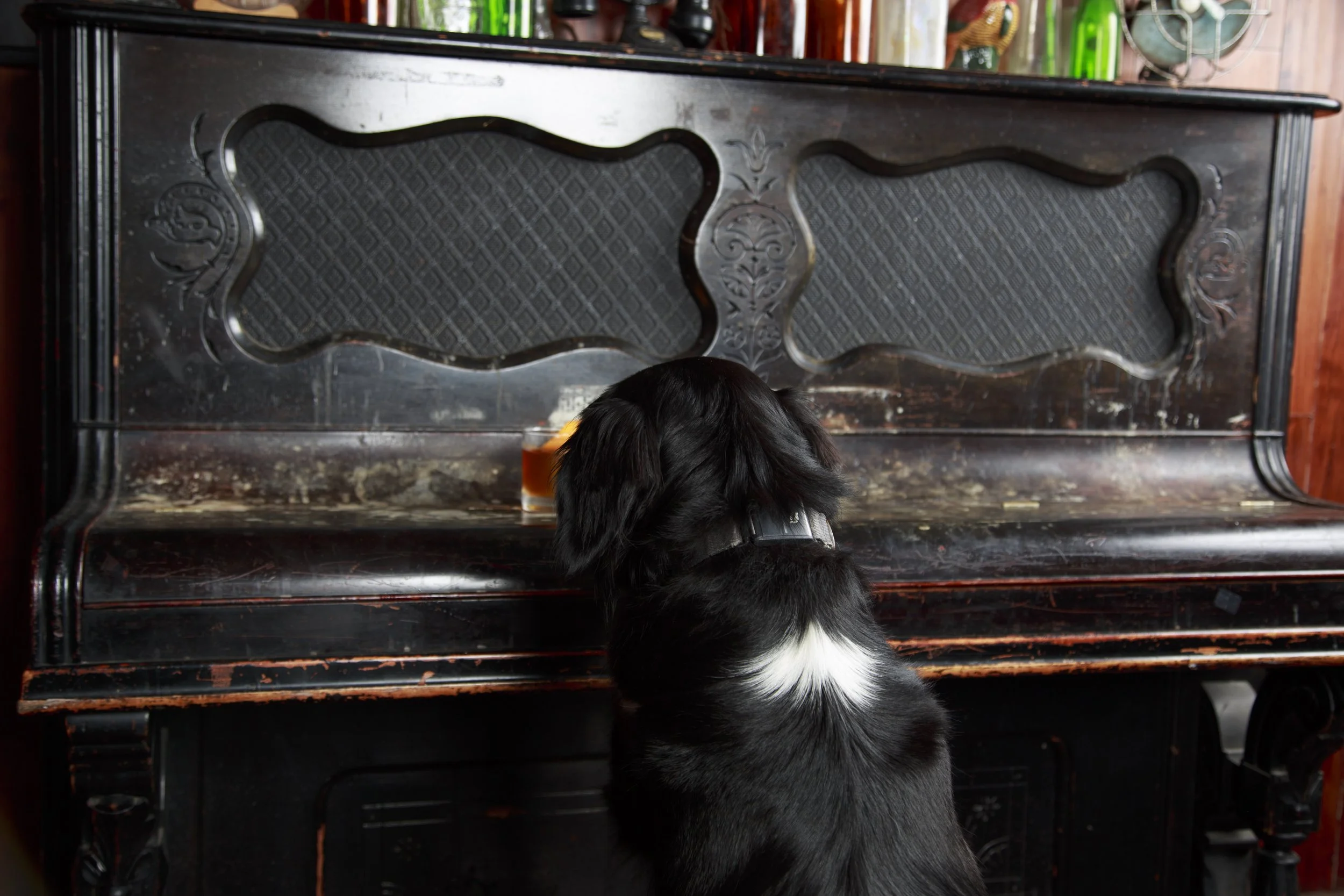 Dog Calendar_Jake_showdown-4415.jpg