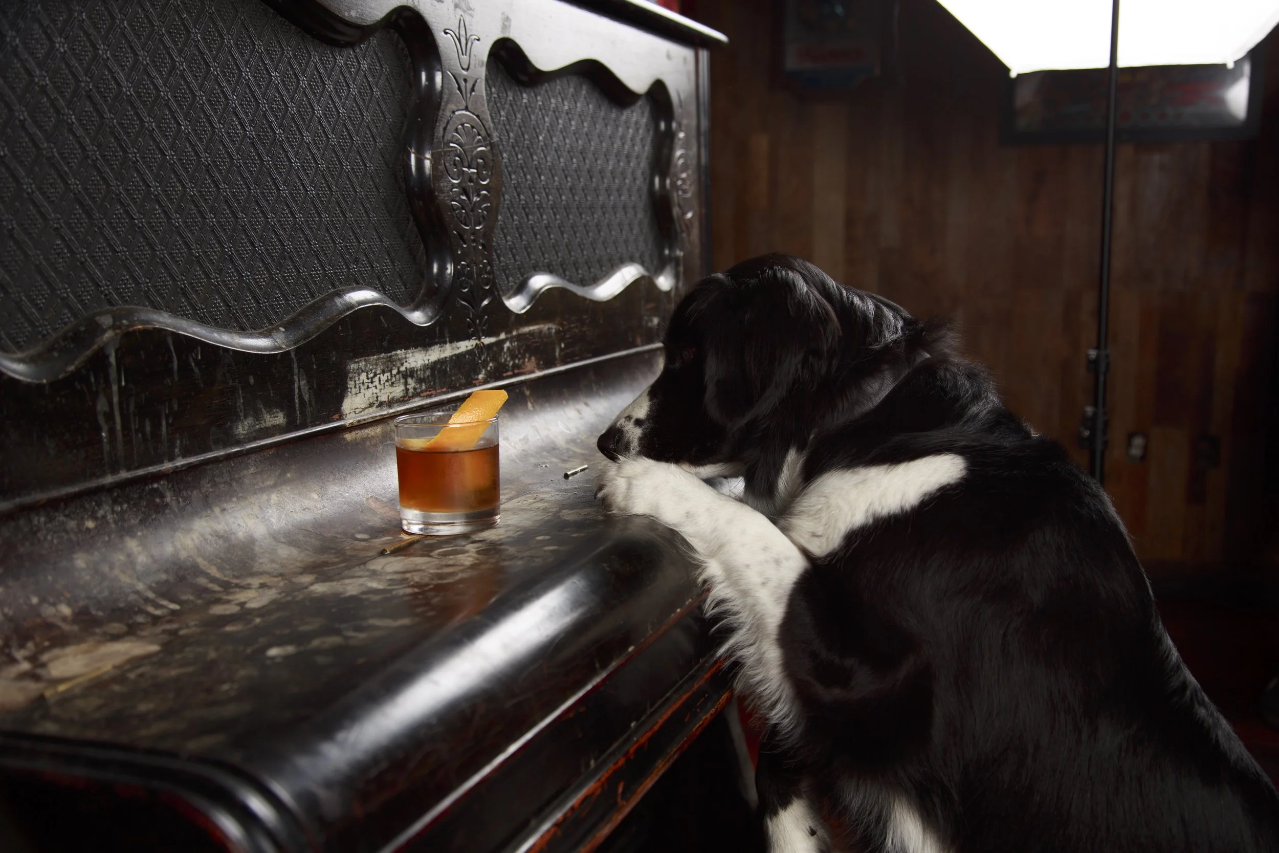 Dog Calendar_Jake_showdown-4423.jpg