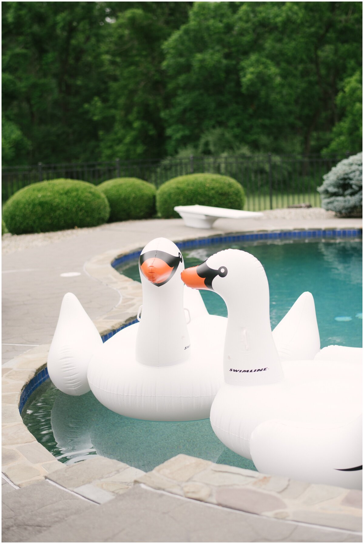  Blow-up swans in pool during private estate wedding 