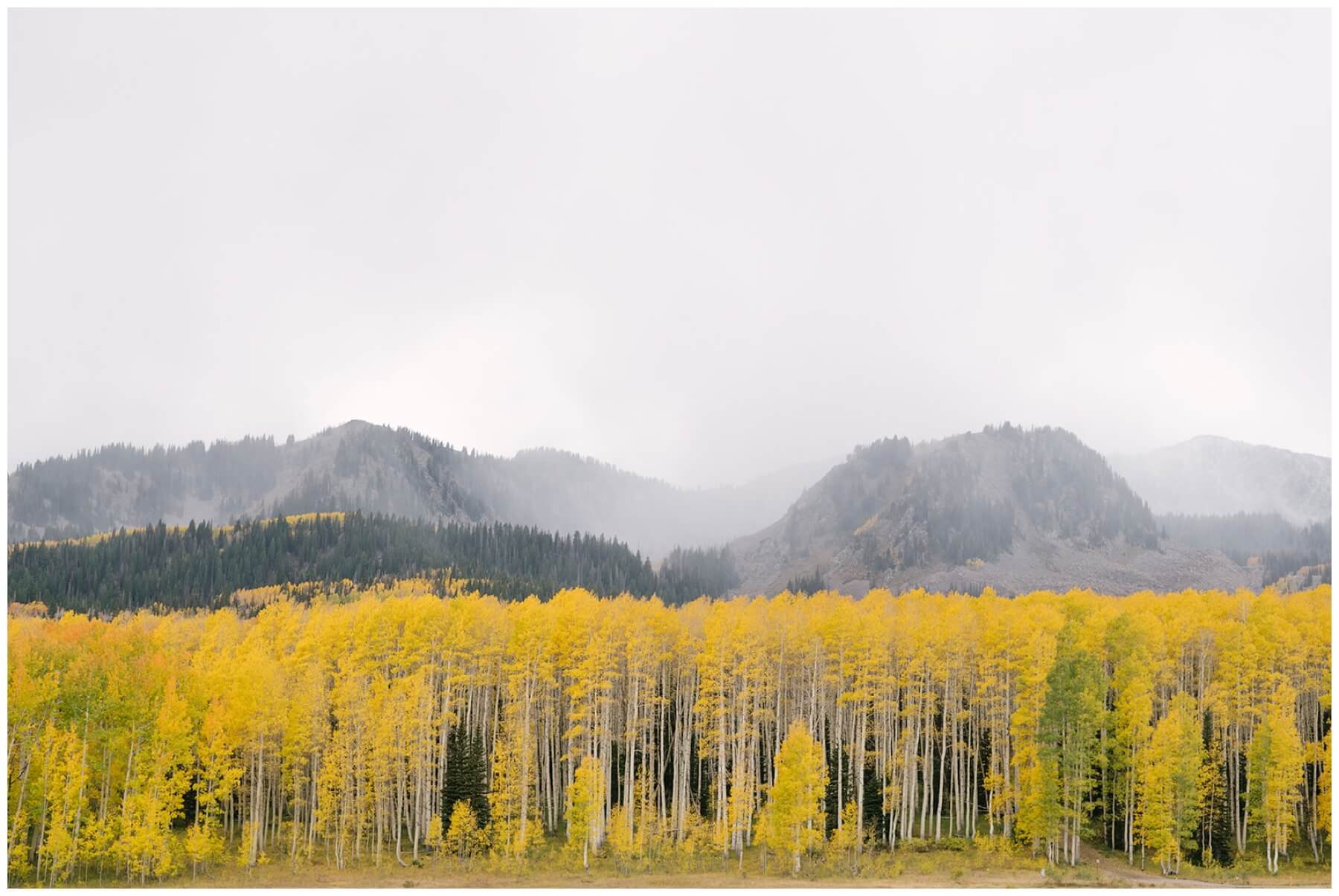 Yellow trees with mountains in the background in Utah