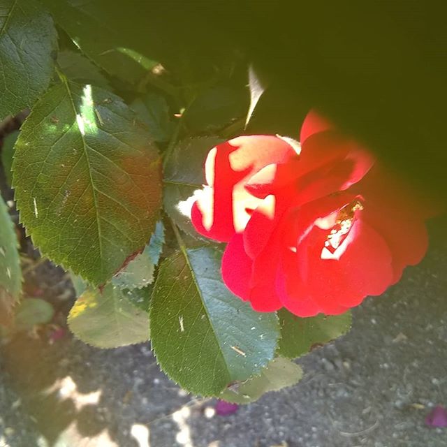 this rose was hidden