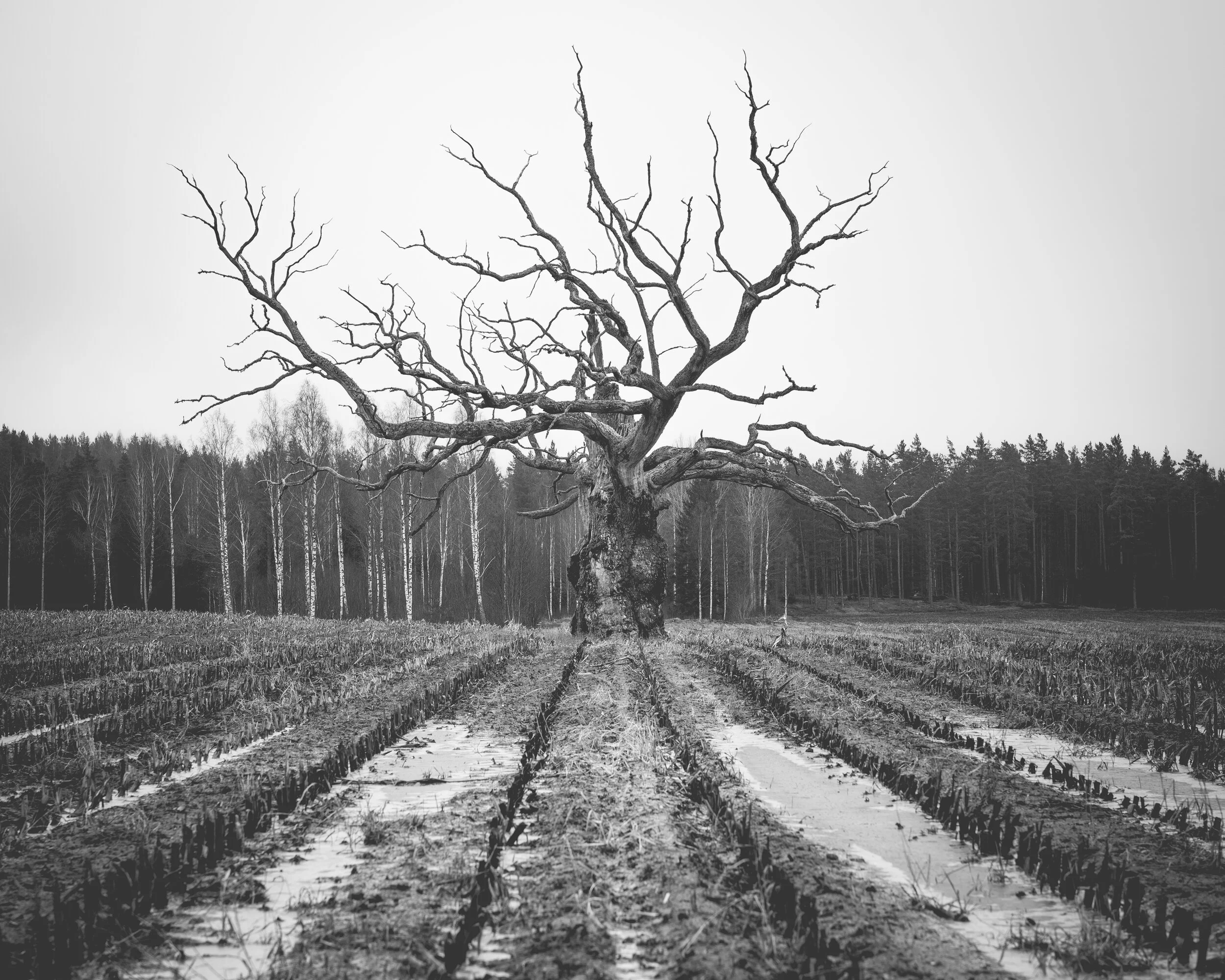 öde_träd-2.jpg