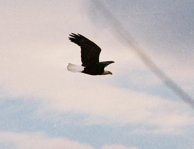 Eagle takes flight over the Kings.jpg
