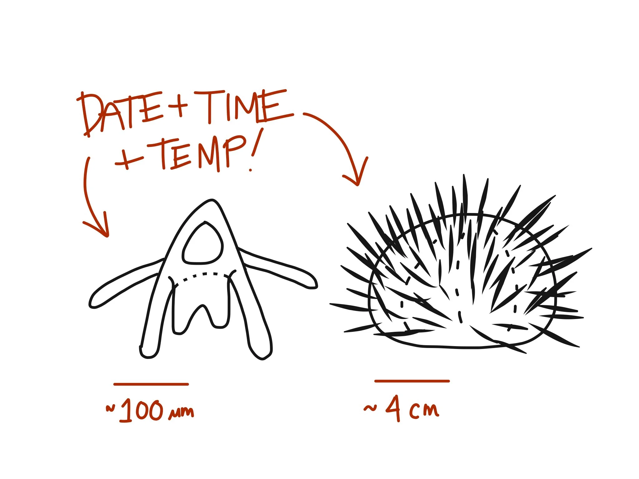Scale bars here put in perspective a larval sea urchin and an adult sea urchin. Date, time, and temperature are quite important even in lab situations when there's larval or embryonic development going on.