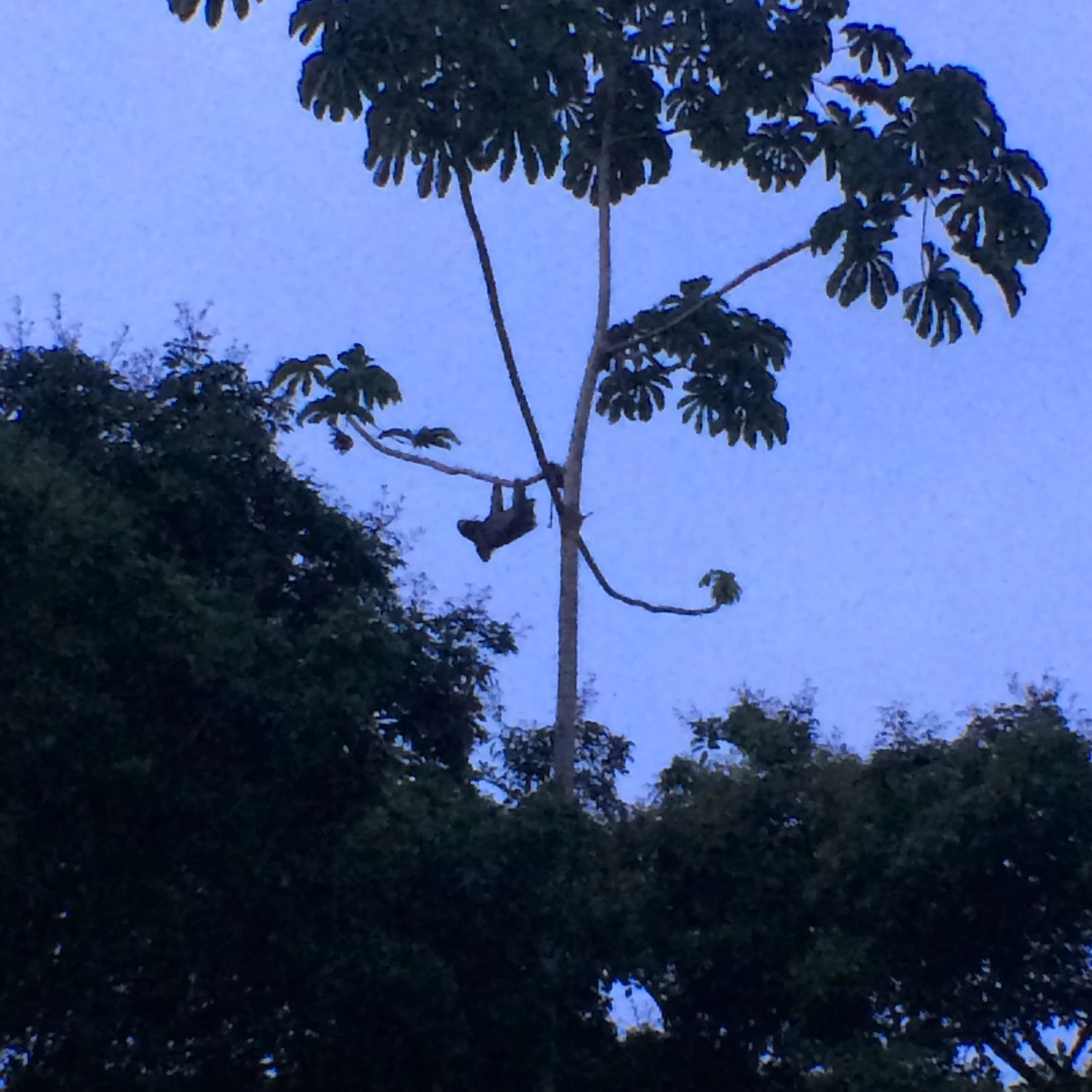 A three-toed sloth hanging from the branches of a tree. It was pretty fun to watch this guy and I was glad of the break from drawing anemone mesentery arrangements.