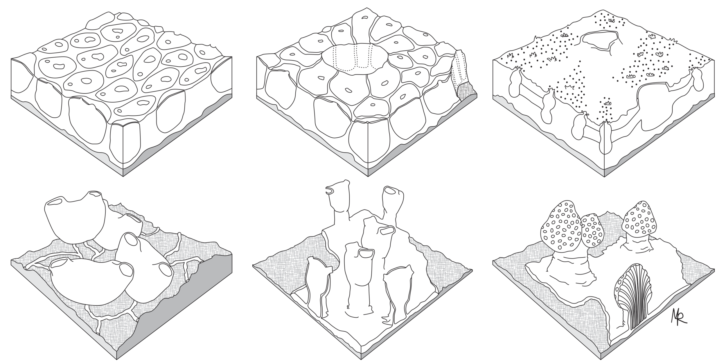 3D tunicate structures