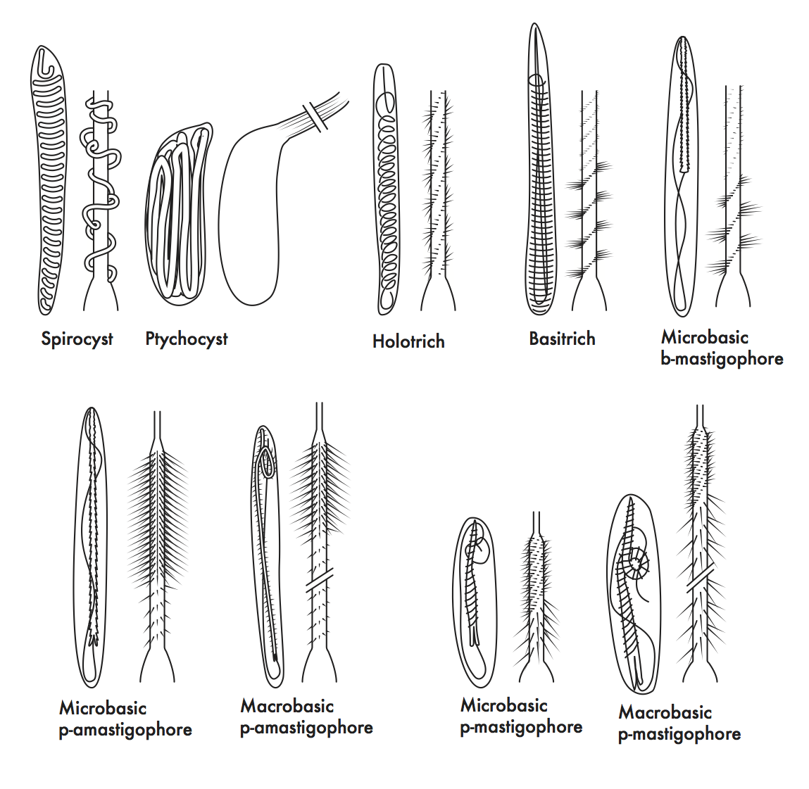 Sea Anemone Nematocyst Types