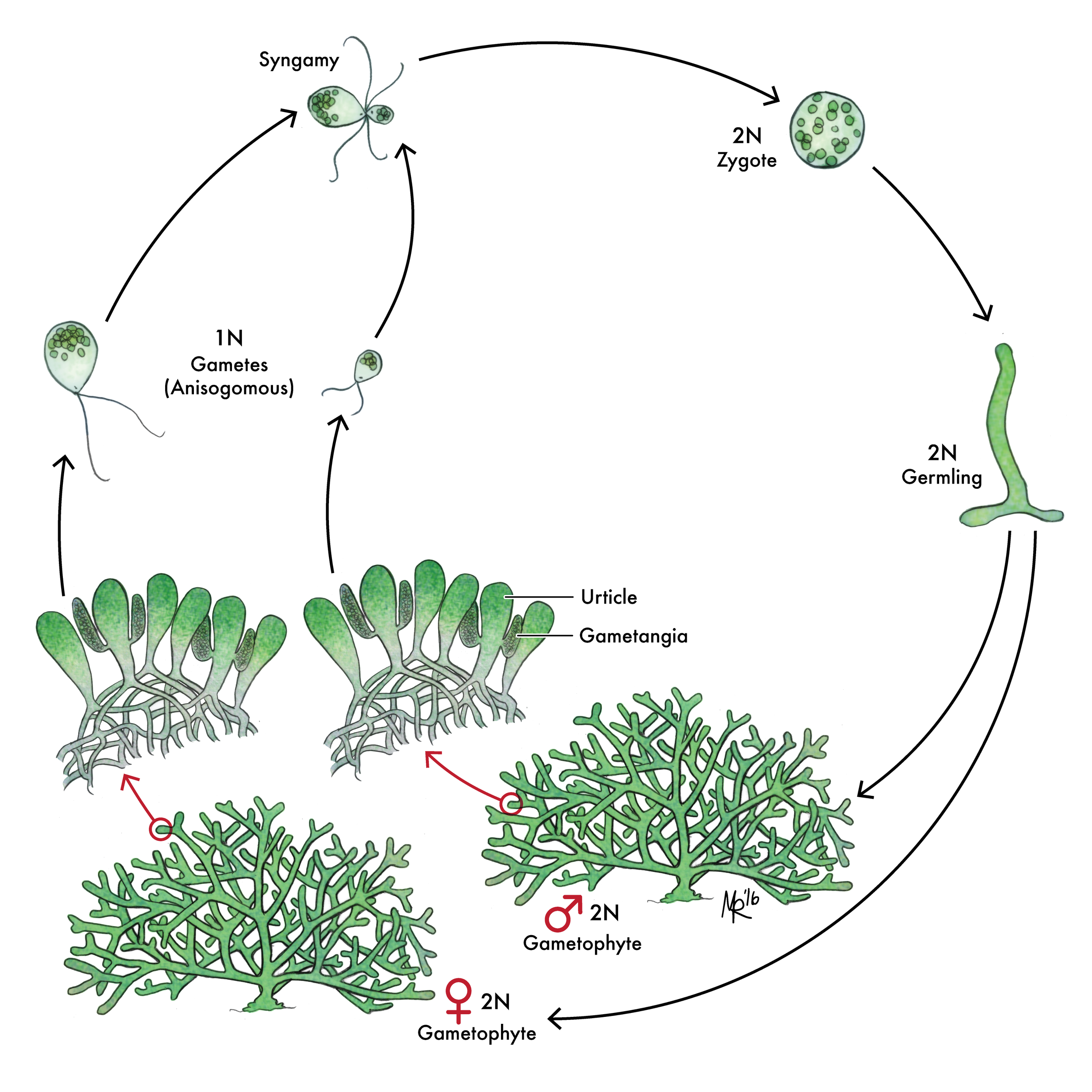 Жизненные стадии водорослей. Цикл бриопсиса. Жизненный цикл лишайника схема. Жизненный цикл водоросли ульвы схема. Лишайники цикл размножения.