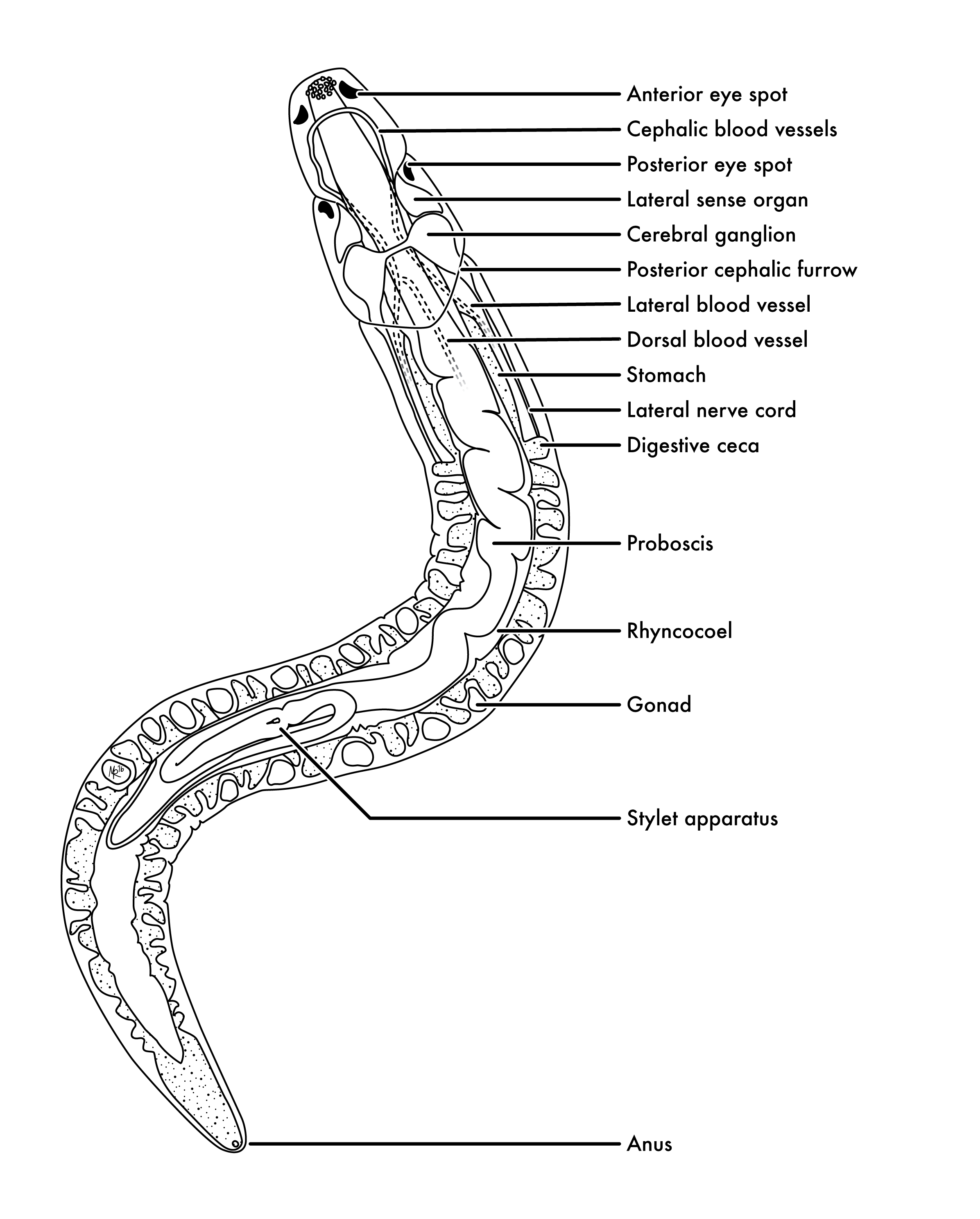 Nemertean Bauplan