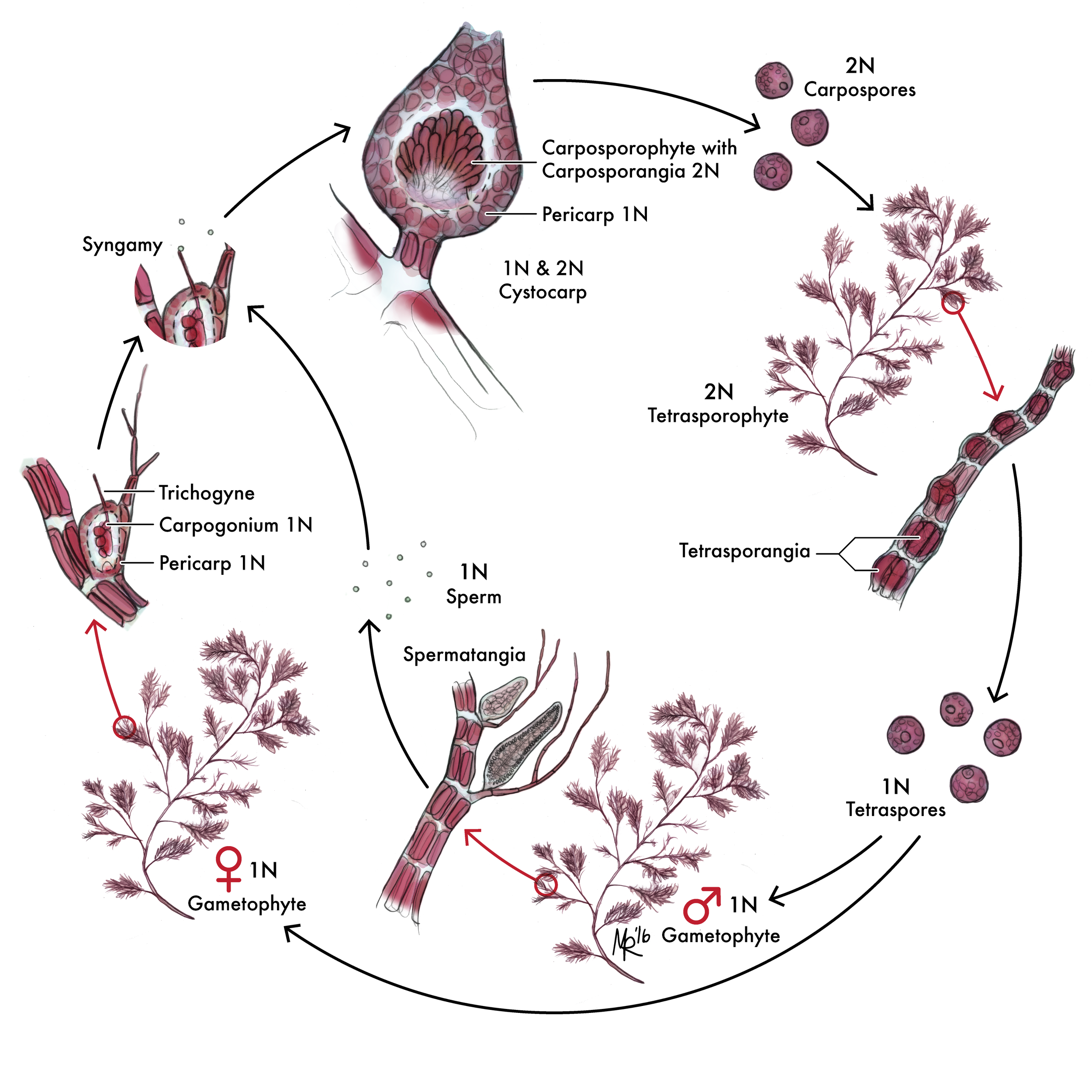 Polysiphonia Life Cycle