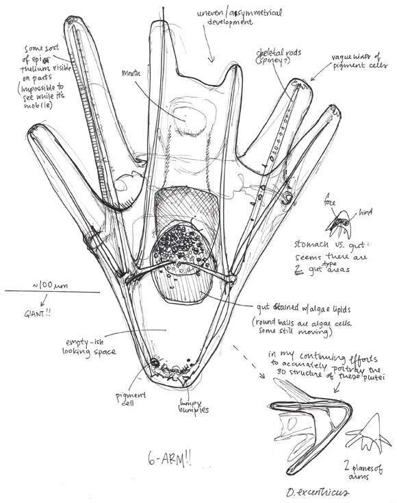 Sea Urchin Pluteus Study