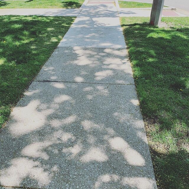 Yesterday I noticed that some of the trees near me have leaked out enough to MAKE SHADOWS on the sidewalk. This made me smile so hard. #trees #seasonchange #leaves #greenthings