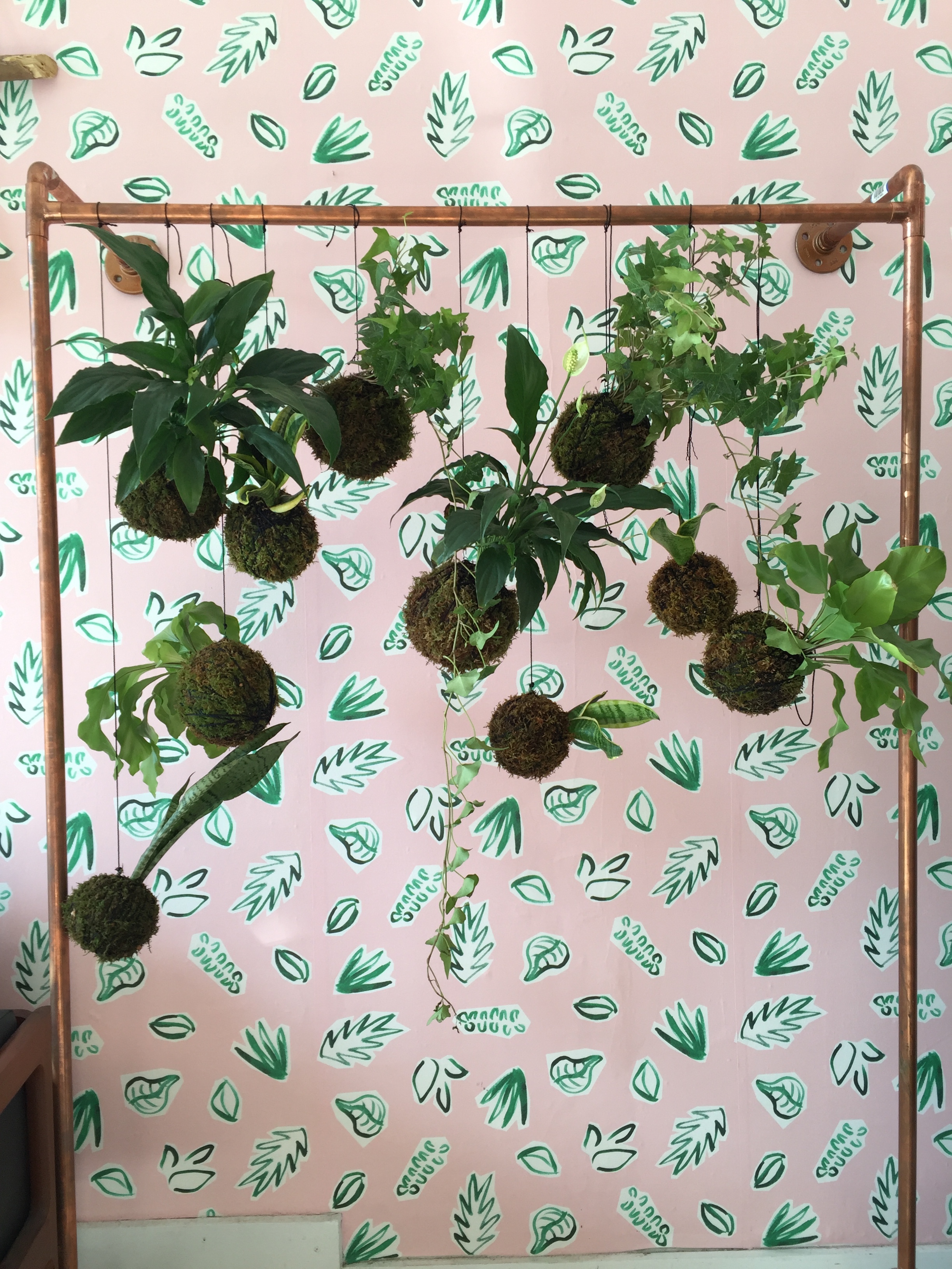 Plants on Pink wallpaper by Kathryn Zaremba
