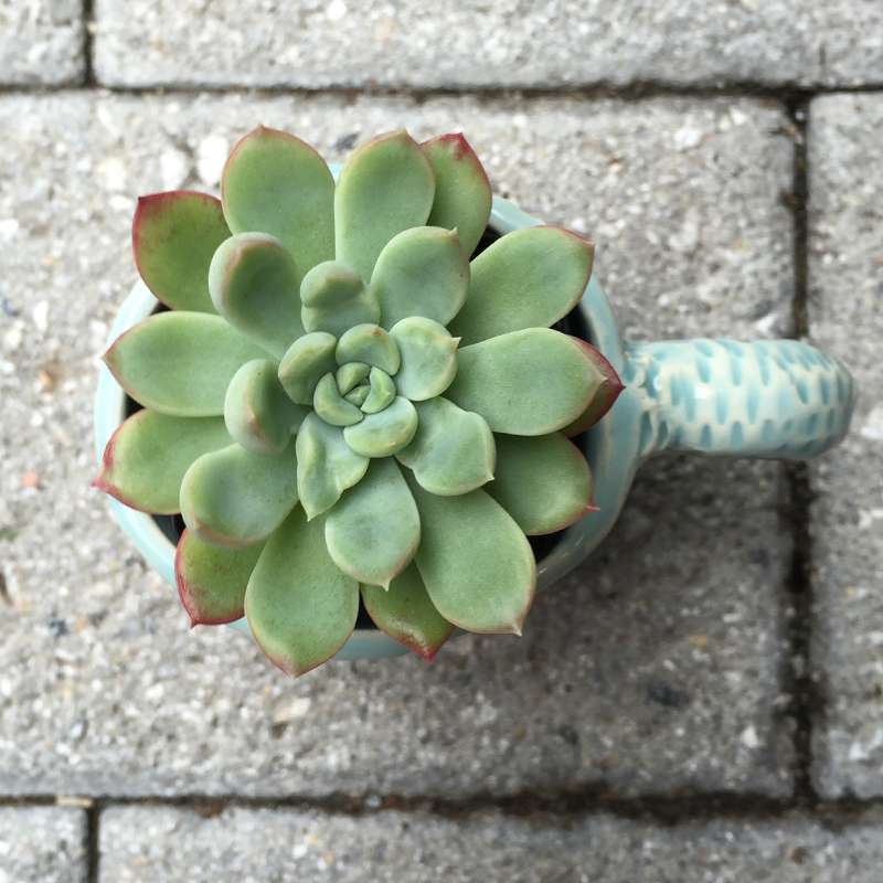 HandBuiltCup_Succulent_01.jpg