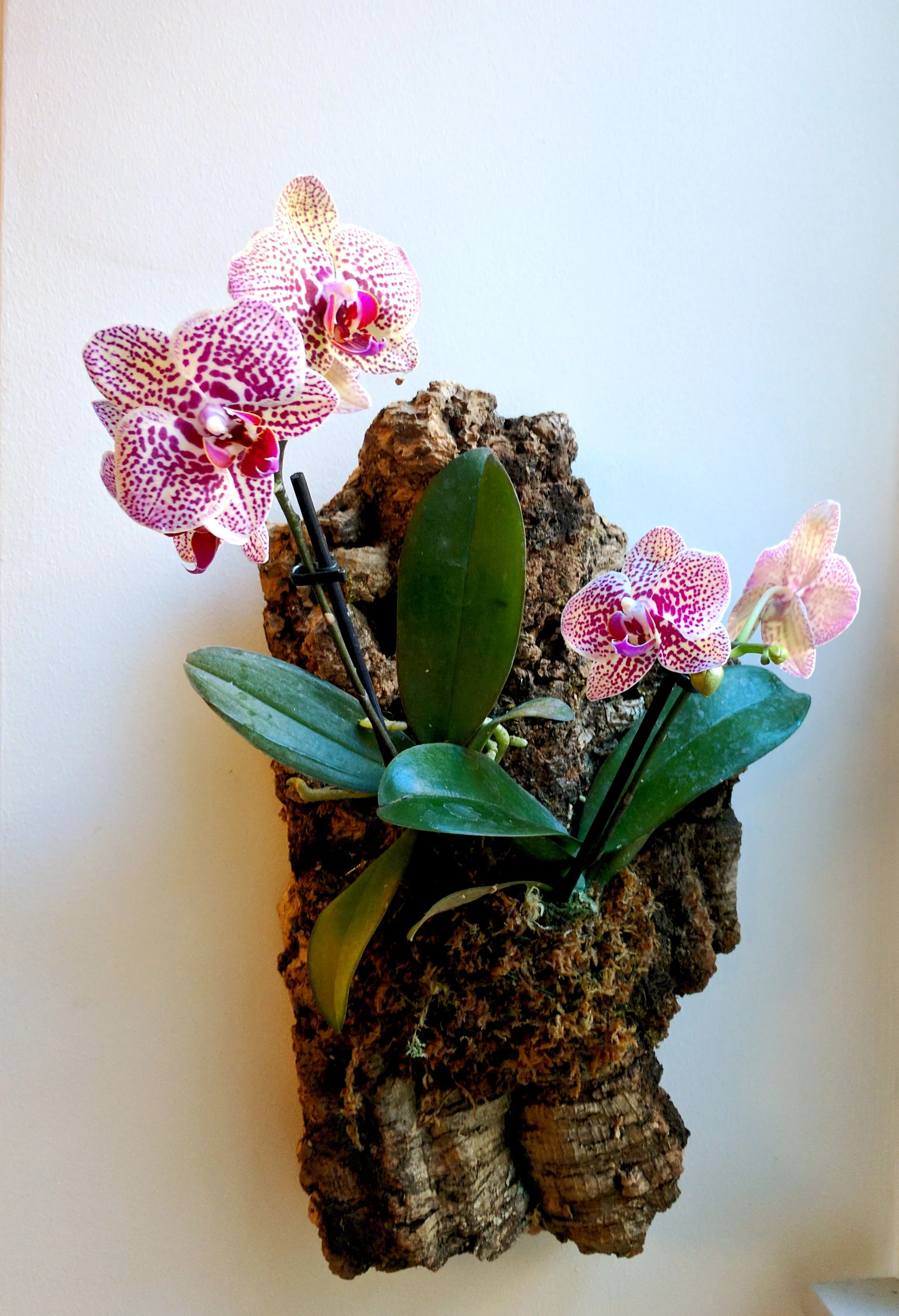 mounted-orchids.jpg