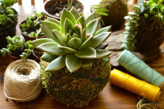 succulent kokes.jpg
