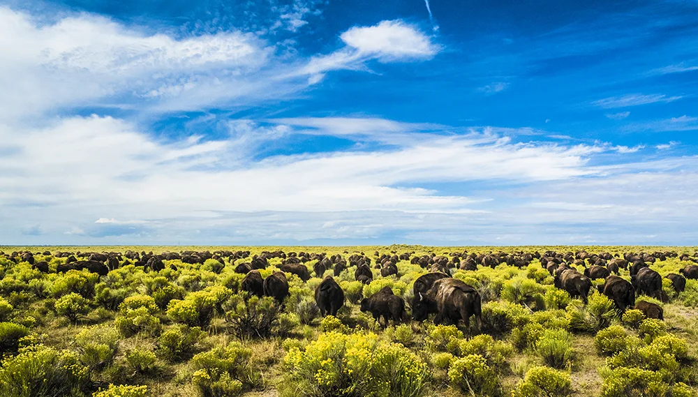 Rodger Hostetler "Bison On The Range"