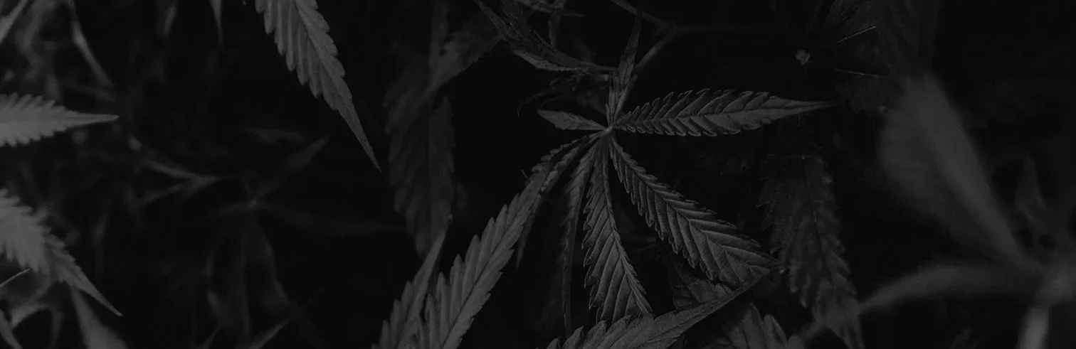 hempbeautyweb.jpg