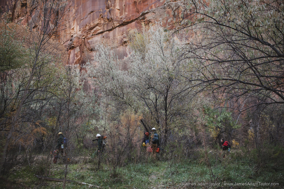 On the way to the days worksite, the Boulder B crew passes through a thicket of Russian Olive which were girdled the day before. Trees are Girdled by sawing through the bark around the base of the tree, herbicide is then applied to the exposed cambium layer. This effectively kills the tree and prevents re-sprouting but allows the biomass to stay in place. This provides habitat to birds and other animals while native plants fill in around it.