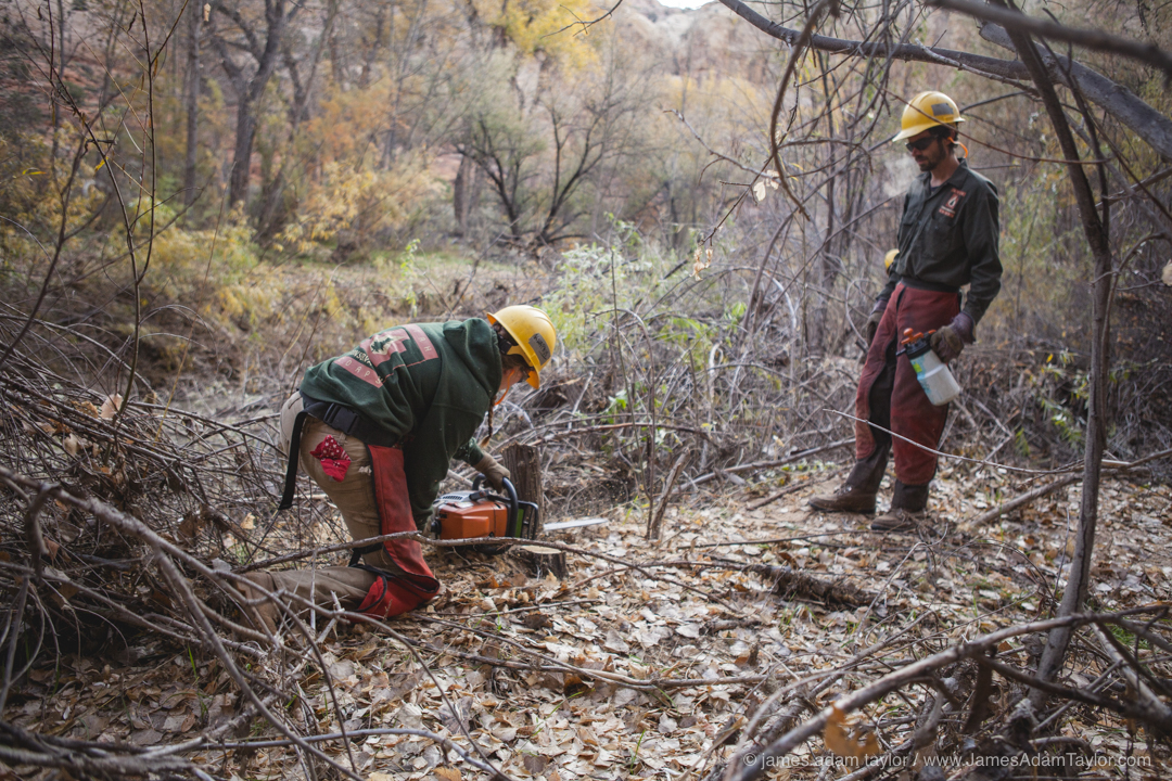 Sophia Knaphus low stumps a fallen Russian Olive while JP Smith waits to apply herbicide.