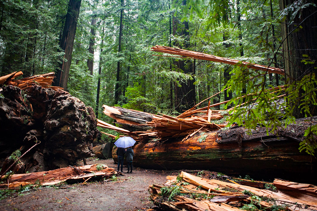 Humboldt Redwoods Couple