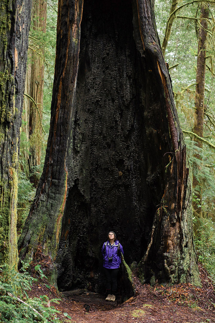Stumps and Trunks