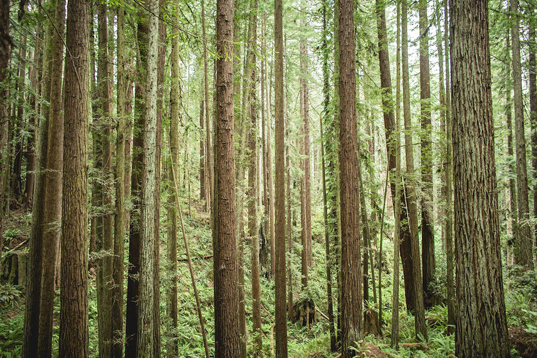 Forest View