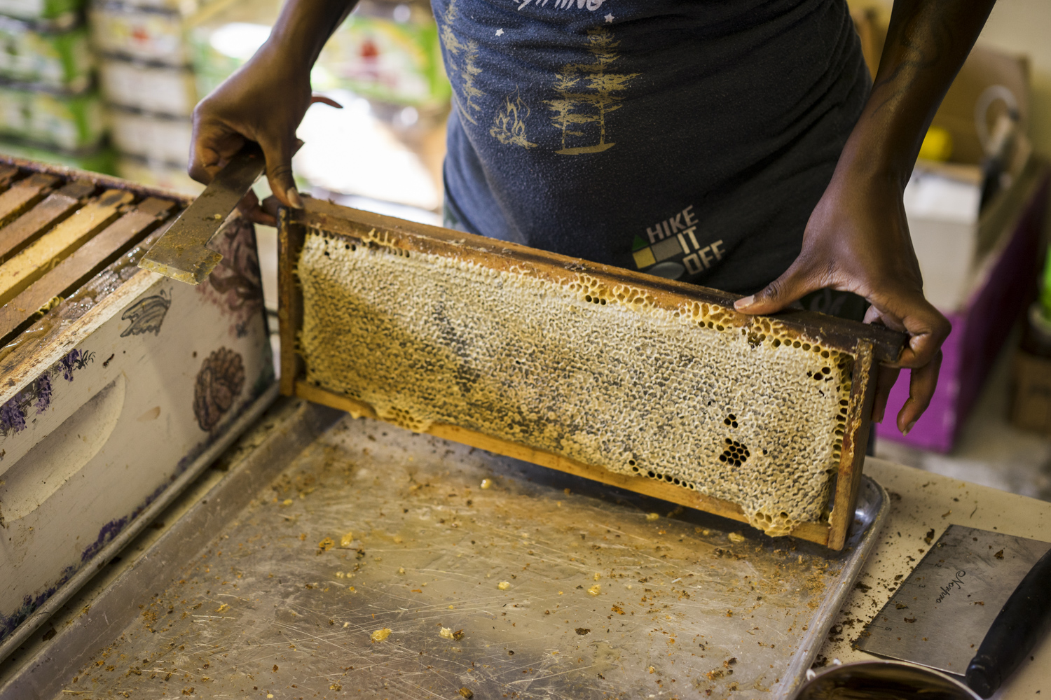 Honey Harvest