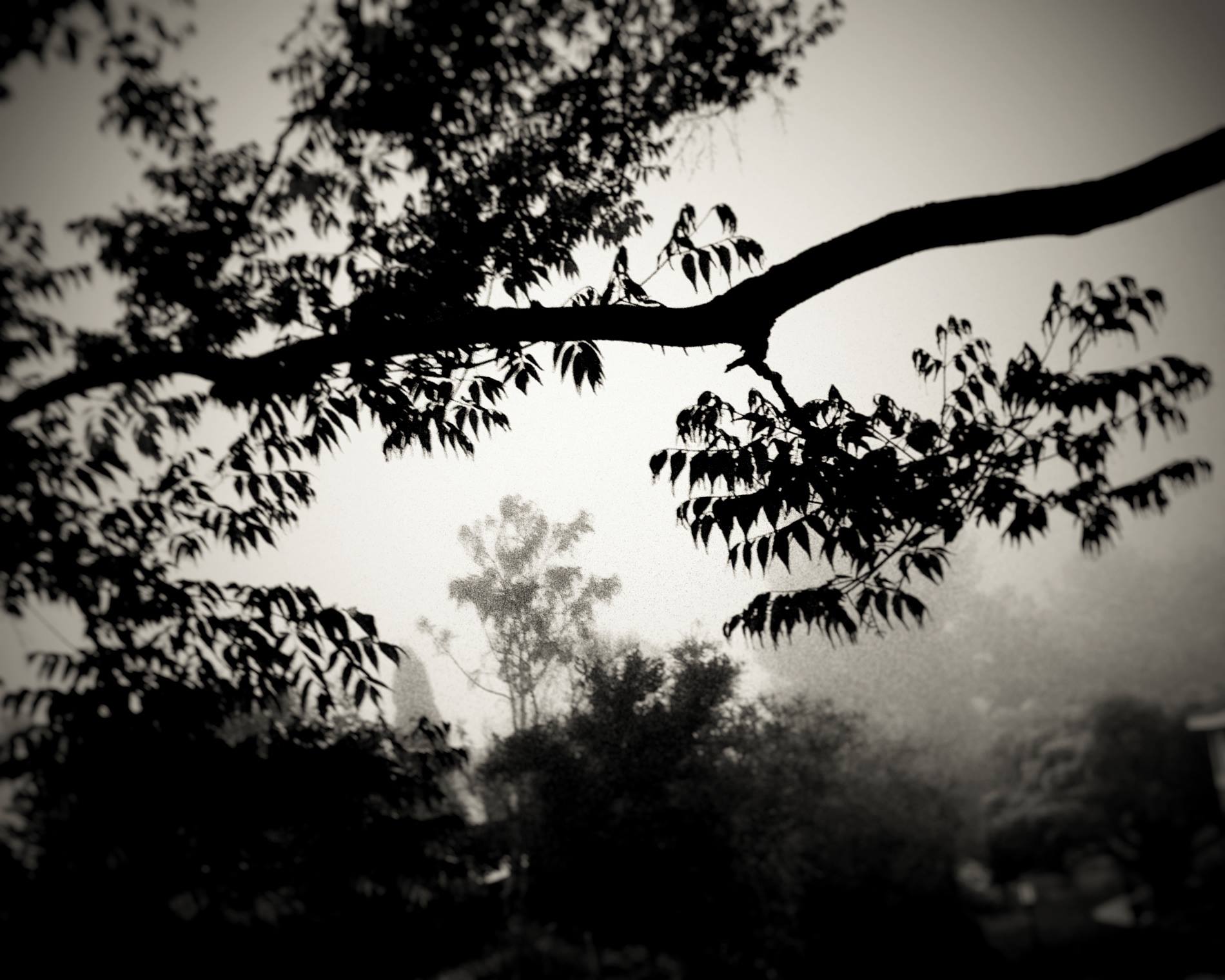 fog_2.jpg