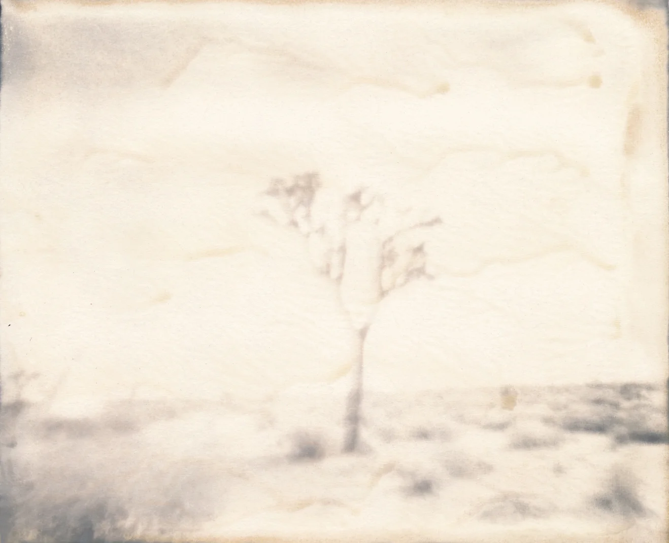 JoshuaTree_original_edited-1.jpg