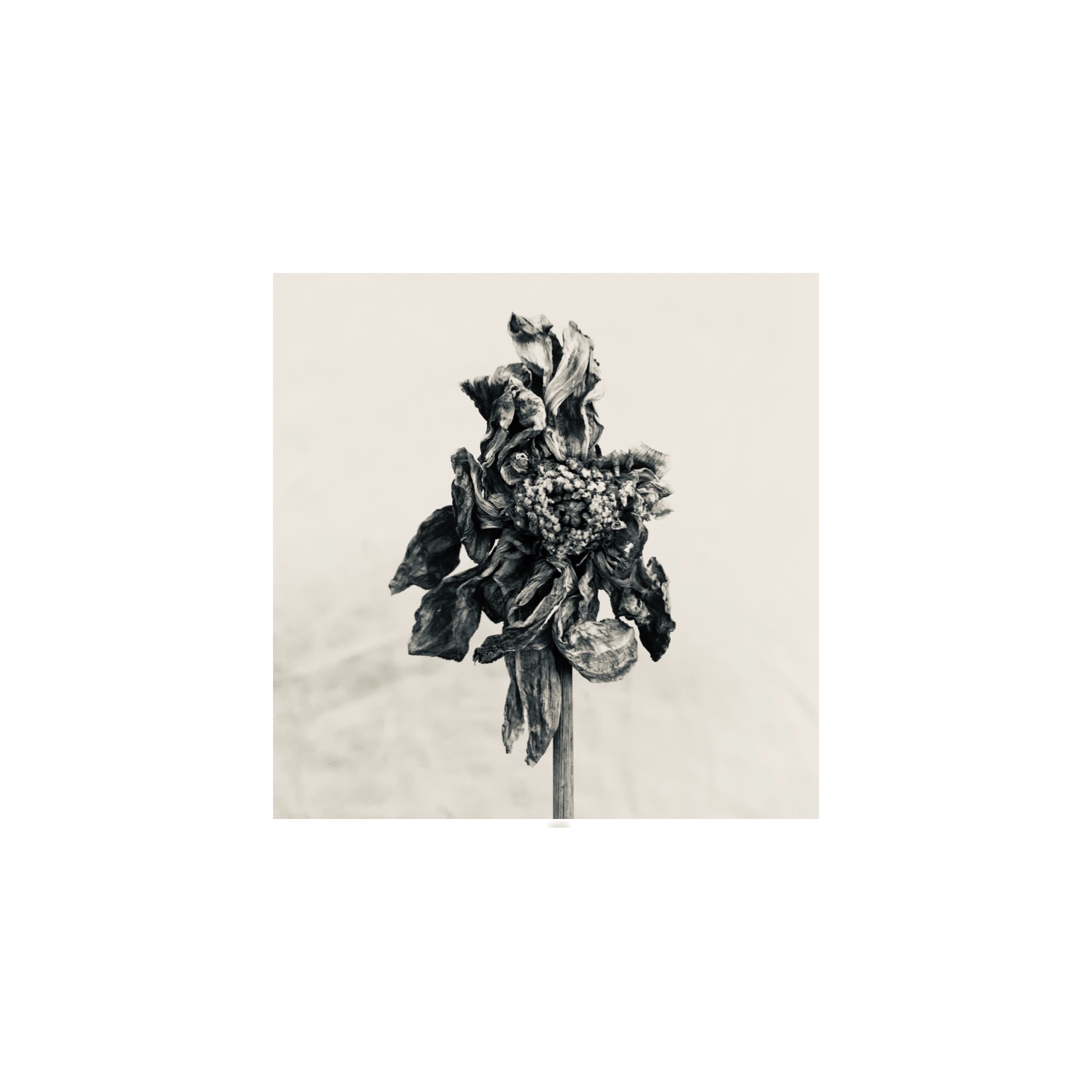 63C6796B-1181-498F-98F0-2B07B5610CB1.png