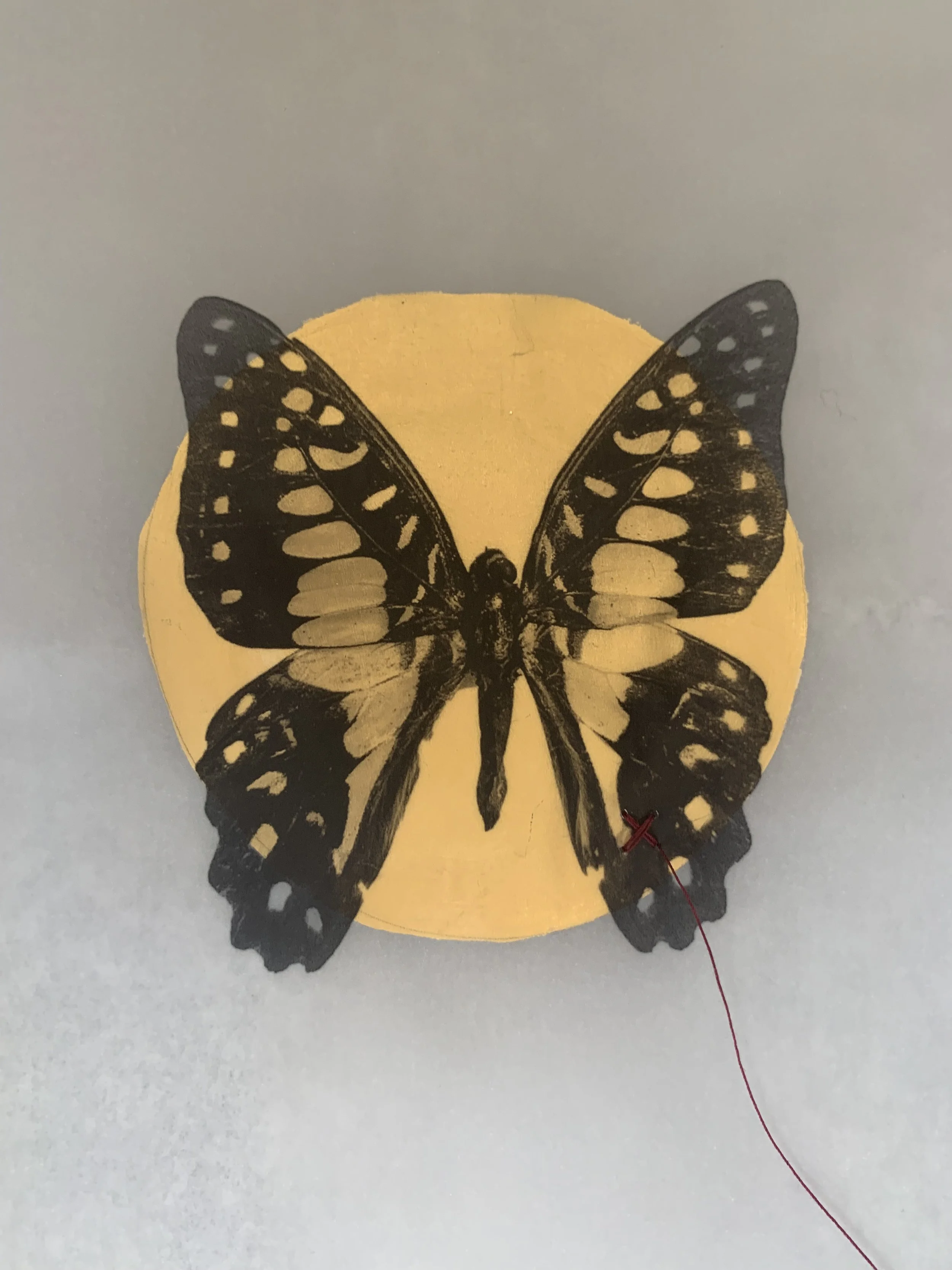Iridescentbutterfly04.jpg