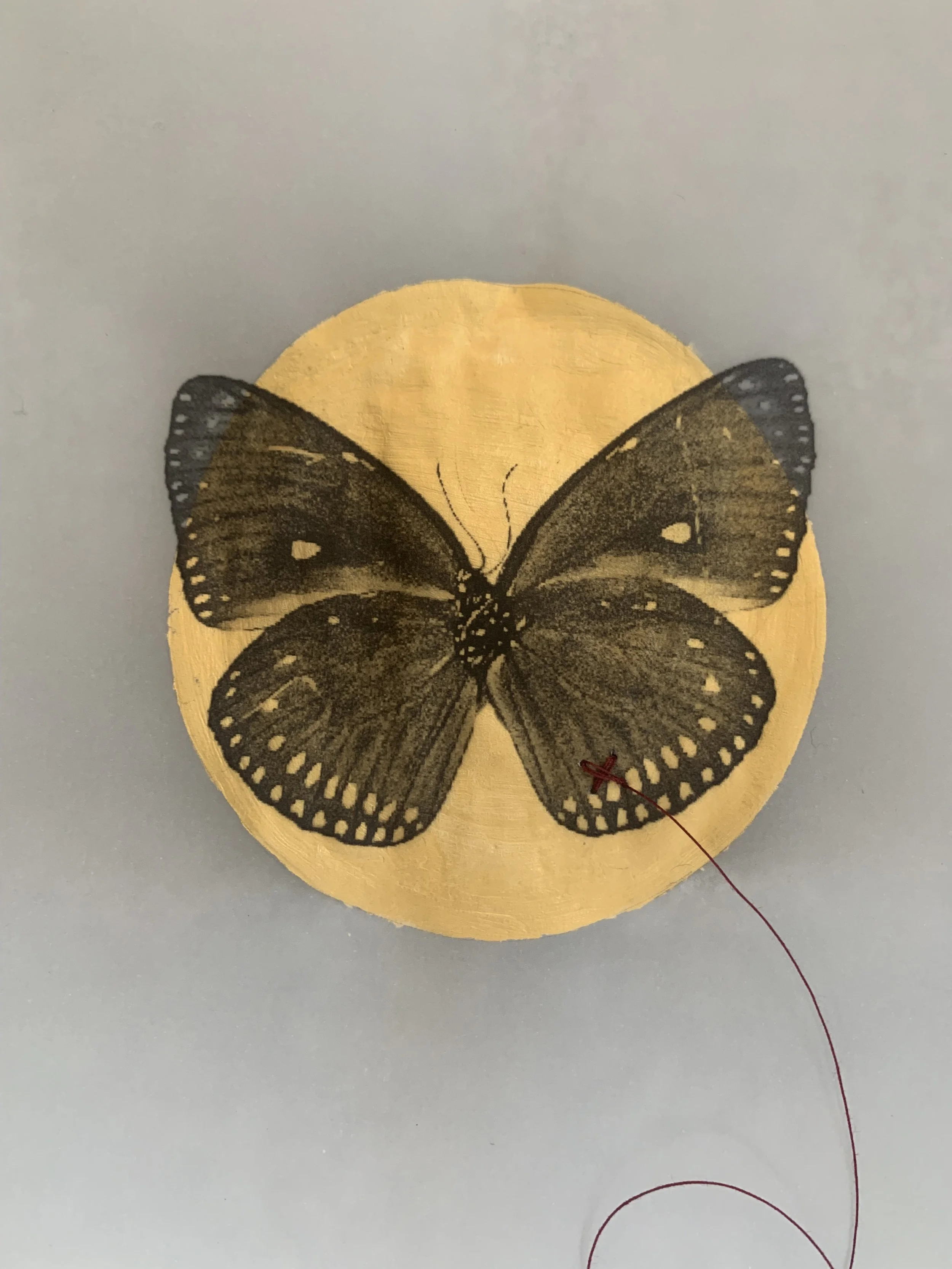 IridescentButterfly05.jpg