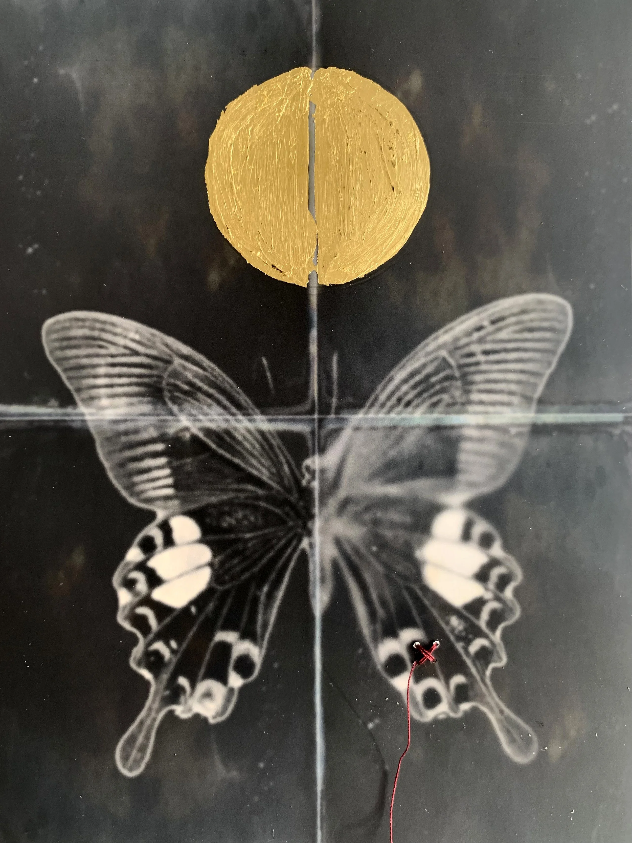 04Butterfly3_close.jpg