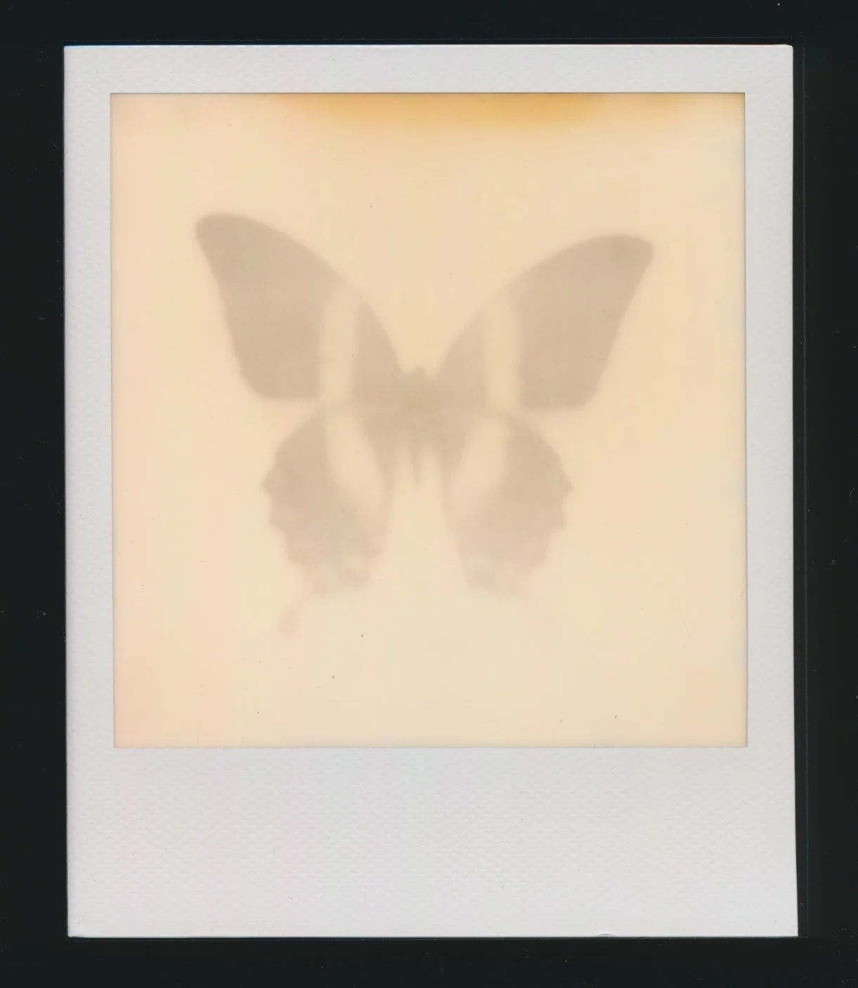 Scan_Faint Butterfly on cream background.jpeg