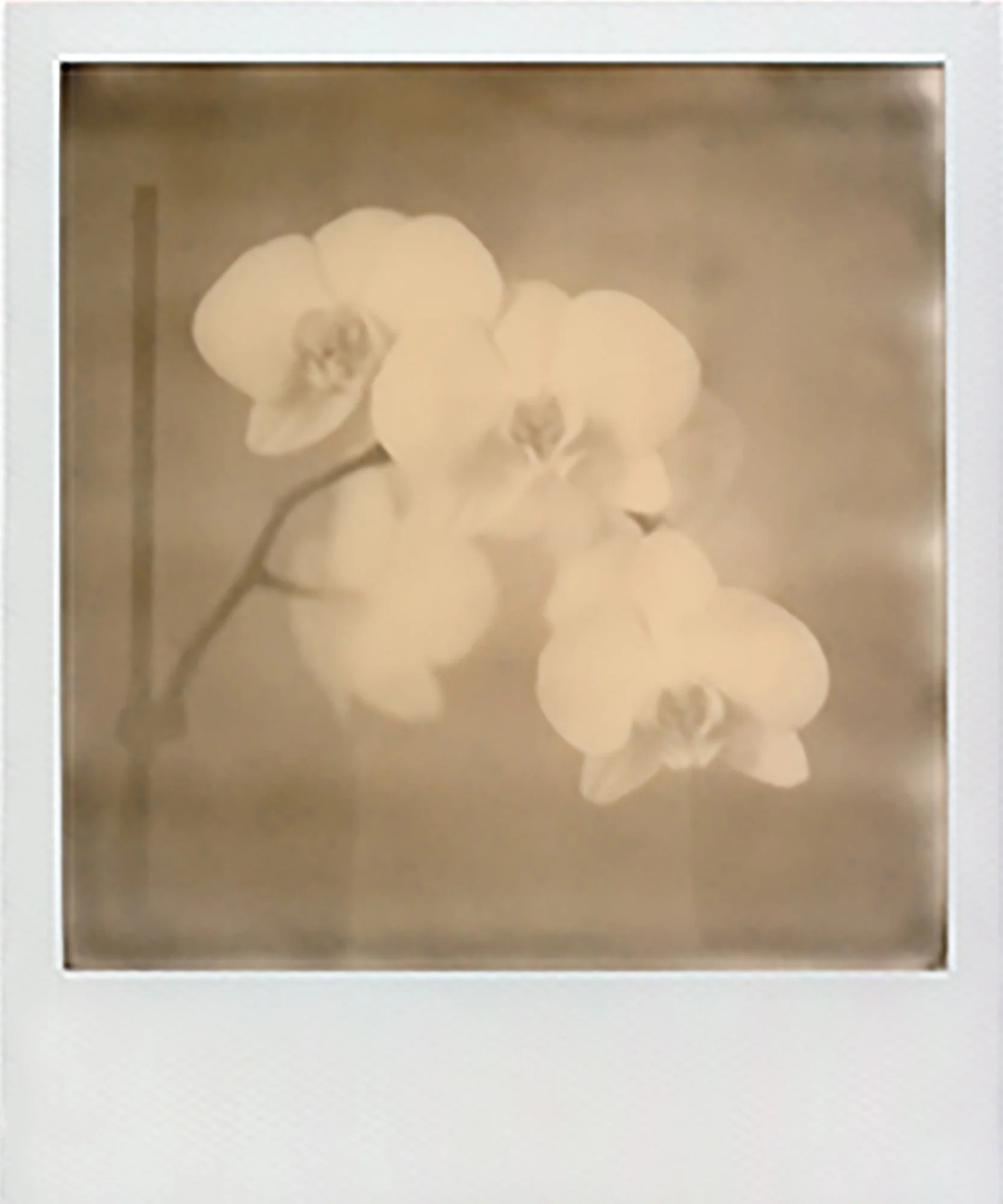 Orchids_Laurel Canyon_CatherineJust.jpg
