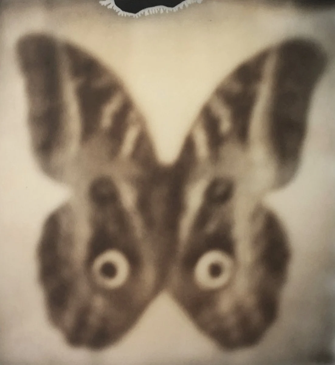 Moth.jpg