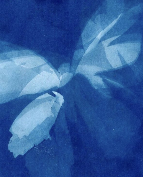 Butterfly 33_Cyanotype.jpg