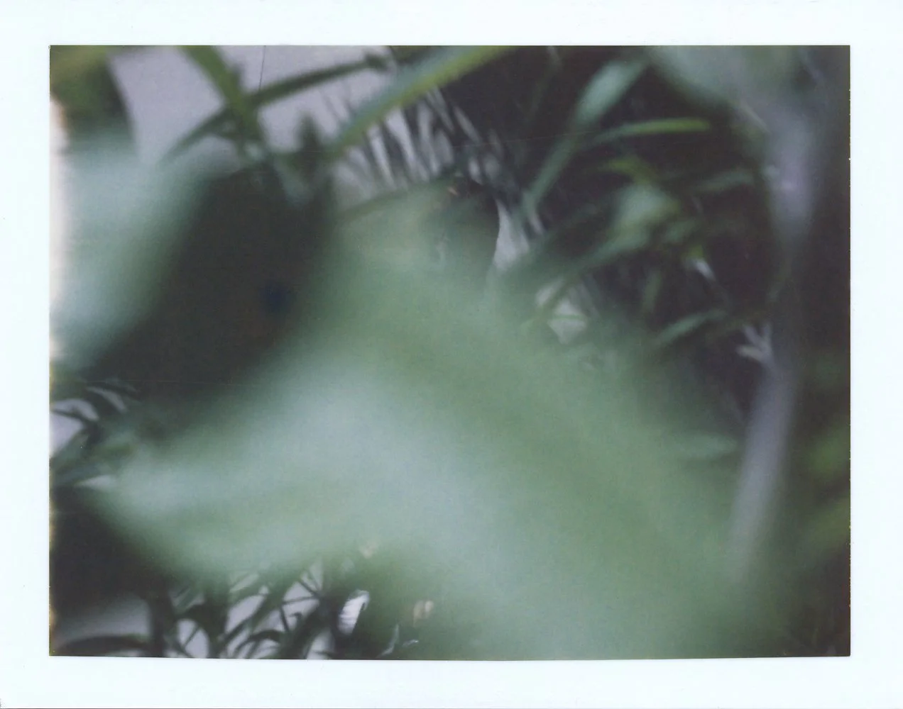 05FrankOckenfels3_Polaroid05_08_14_2026.jpg