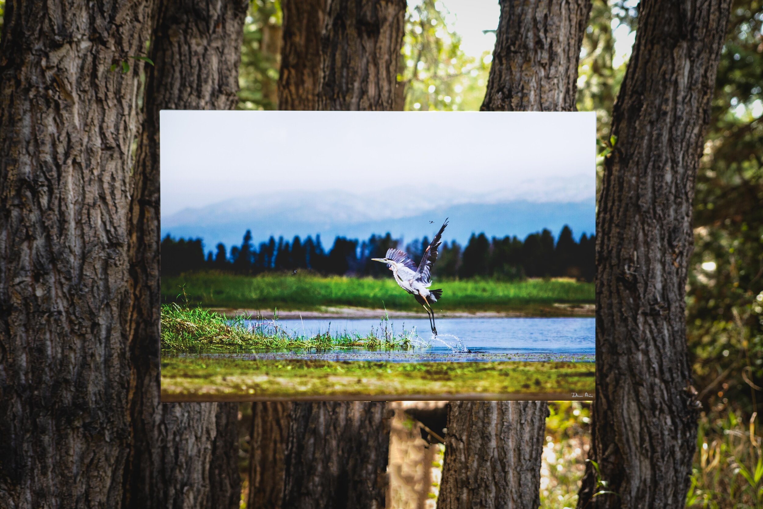 20" x 30" Aluminum PrintThis is a large print perfect for over the mantel or as a statement piece in a room. These prints come with a mounting frame on the back. This is one of my favorite prints to make because there’s nothing like a big print like…