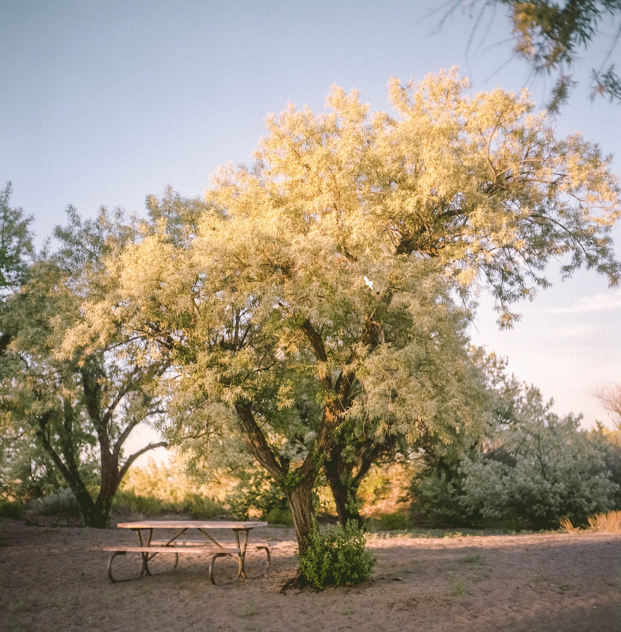 Mamiya C3, Sekor 80mm F2.8, Fujifilm Pro 400H, V550, Bruneau Sand Duns, ID