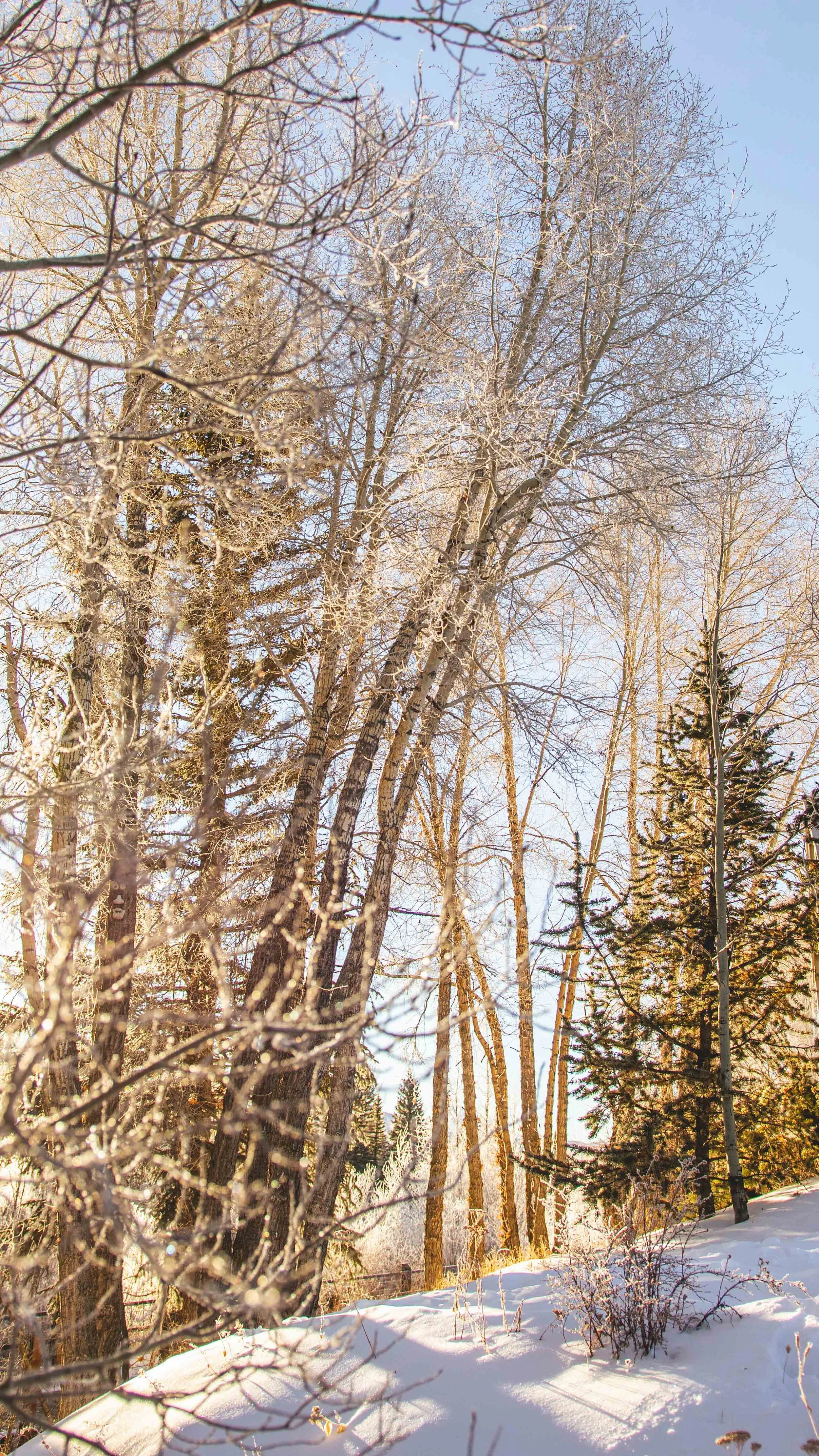 Canon 7D MarkII, Sigma 18-35mm F1.8, Silverthorne CO, 2020