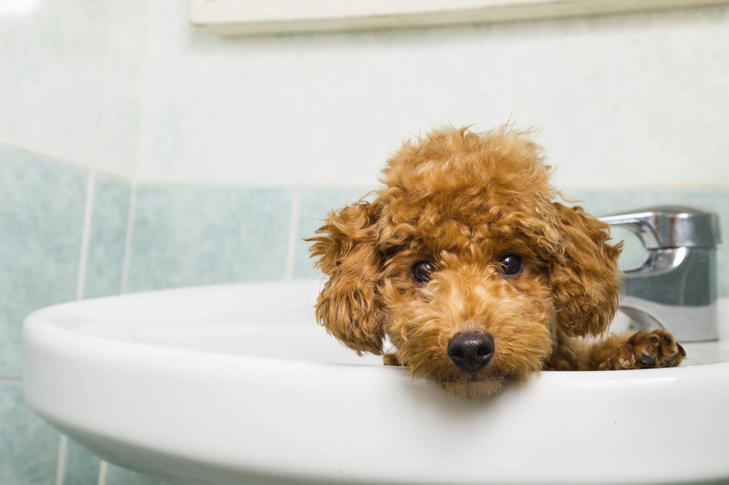 One Year Later: Trimming data entry allows Little Jenna’s Grooming to grow